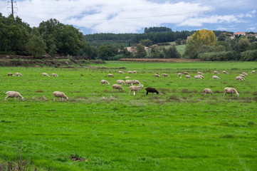 Fototapeta na wymiar Rural landscape of Portugal