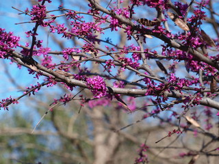 Red bud trees are in full bloom with tulip and flowering blossom trees in Texas.