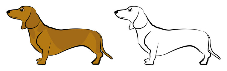 Dachshund
