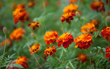 Growing Tagetes Marigold patula flower Close Up