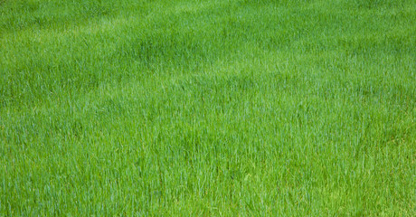 Beautiful Background with fresh green growing grass