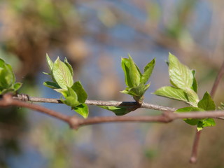New budding life along a hedgerow