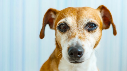 Sad dog looking for home.  Expressive calm eyes of beautiful young dog.  Blue background.