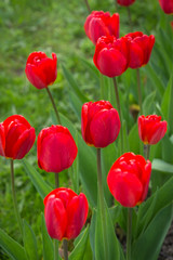 Red tulips on flowerbed