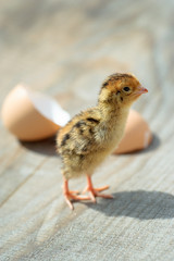 Funny small domestic chick near the egg