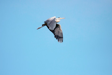 Adult heron in flight