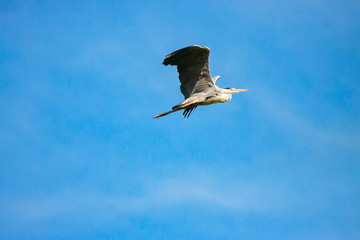 Flying Great Grey Heron (ardea cinerea)