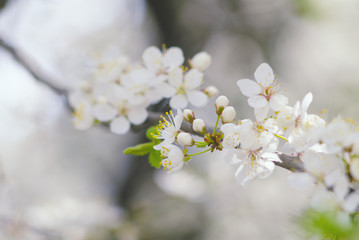 Spring branch of a tree with blossoming white small flowers on a blurred background. Spring background with white flowers on a tree branch
