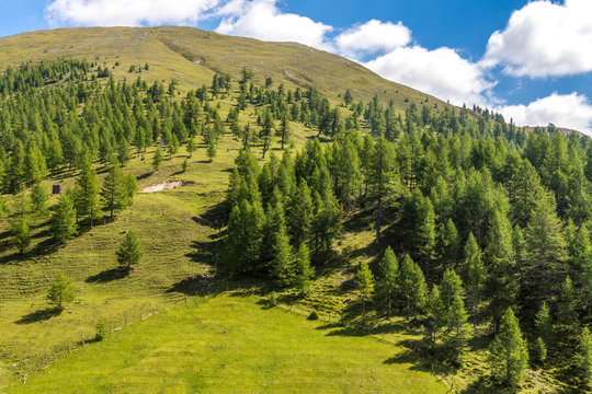 Zirbenwald auf einer Bergkuppe in den Nockbergen