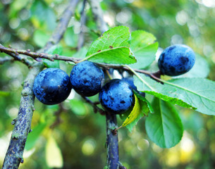 Sloe berries