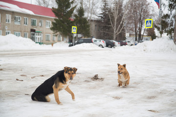 dogs stray on the roadway concept the danger of traffic violation of the rules of keeping Pets