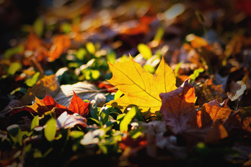 Fallen yellow leaf in autumn lies on bright grass and orange fallen leaves.