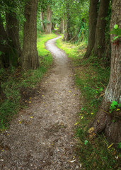 forest path