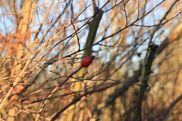 Last rose hip in winter/ Lonely rose hip in the middle mild winter.