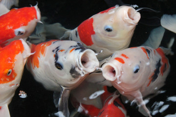 Colorful young fancy carp koi fish in clear and clean water in top view in Taipei, Taiwan