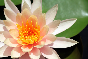 Lotus flower on the water with waterlily