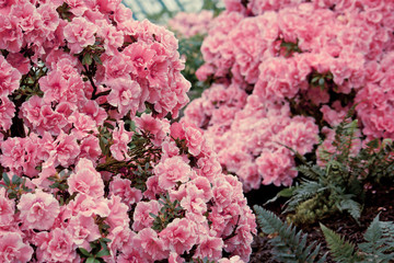 Blooming garden of the Royal Palace of Laeken