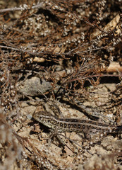 Female sand lizard, Lacerta agilis agilis, is basking near the calluna in spring in Finland. It is typical for sand lizard to stay near vegetation and to avoid open sandy area.