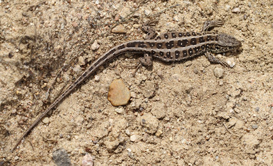 Female sand lizard, Lacerta agilis agilis, is basking in Finland.