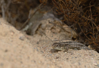 Female sand lizard, Lacerta agilis agilis, is basking near the calluna in spring in Finland.