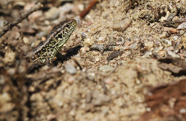 Male sand lizard is basking among calluna in spring in Finland. Green mating colour of the male is clearly visible.