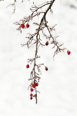 One branch of wild rose in the ice. Effects of freezing rain.