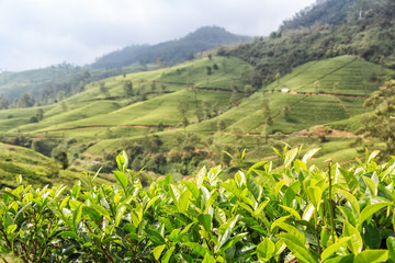 Fototapeta na wymiar Close-up photograph of tea plant