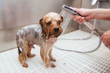 dog wash before shearing