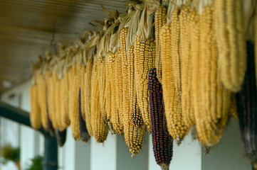 Drying corn hanging under the roof

