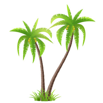 Vector Illustration Of Two Palm Trees