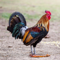 Verwilderter Hahn auf Kauai, Hawaii, USA.