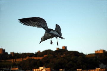 Möwe im Flug vor Dover Castle
