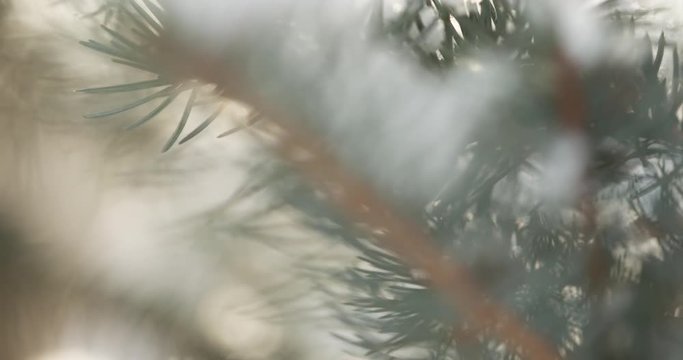 Slow motion fir branches in morning snowfall with sunlight slide backward, 4k 60fps prores footage