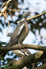 Common Wood Pigeon, Wood Pigeon, Columba palumbus