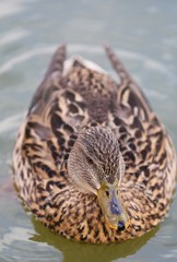 canard