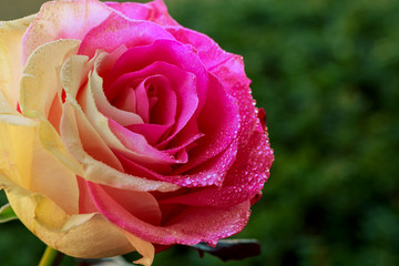 Beautiful rose flower with drops of dew