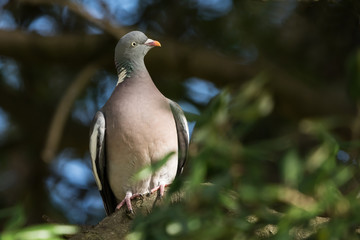 Common Wood Pigeon, Wood Pigeon, Columba palumbus