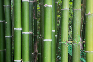 Fresh bamboo stems.