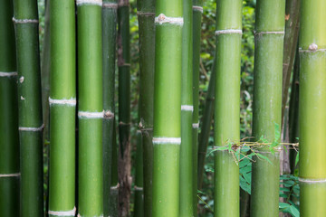 Fototapeta premium Fresh bamboo stems.