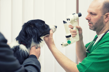 Veterinarian or doctor checking up eyes. dog at vet clinic.Colored,Under exposed photo