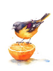 Watercolor Bird Baltimore Oriole Sitting on the Orange Half Hand Painted Illustration isolated on white background - 138499031