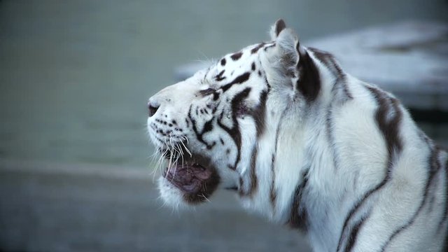 White tiger looking to the left side