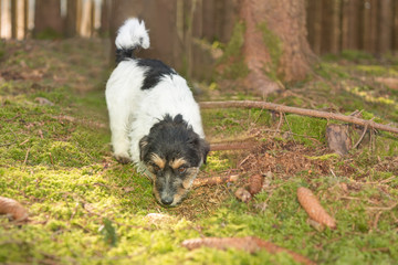 Hund folgt im Wald einer F&auml;hrte - Nachsuche - Jack Russell Terrier