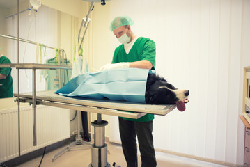 Veterinarian or doctor checking up dog at vet clinic.Surgery.Colored,Under exposed photo