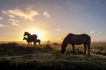 Obraz na płótnie Canvas Horses at sunrise