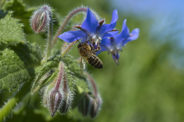  Abeille sur fleur de bourrache.
