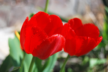 Obraz premium Beautiful tulip flower