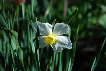 Beautiful narcissus flower
