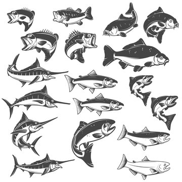 Fish illustrations on white background. Carp, bass fish, trout, salmon, sword fish icons. Design elements for logo, label, emblem. Vector illustration.
