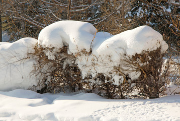 Bushes covered with a lot of snow in Siberiа